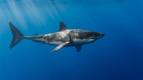 Shark Video Onlyfans Leak