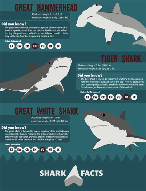 Shark animal facts. The blue shark is noted for its attractive deep-blue colouring contrasting with a pure-white belly. It is a slim shark, with a pointed snout, saw-edged teeth, and long, slim pectoral fins. Most adult blue sharks measure 1.7 to 2.2 metres (5.6 to 7.2 feet) long; however, some may grow up to 4 metres (13.1 feet) in length and weigh nearly 206 kg ... 