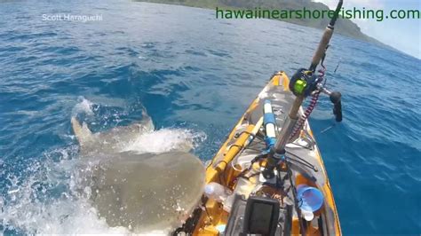 Shark attacks kayak off Kualoa, caught on camera