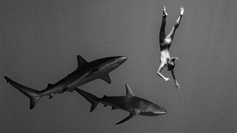 Shark baee naked. Things To Know About Shark baee naked. 