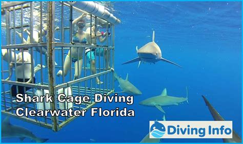 Shark cage diving florida. Travel Fearlessly Break away from the margarita (you can come back to it later). You’re in Florida now, where the waters are luminescent. Where the scallops are fresh. Where the tr... 
