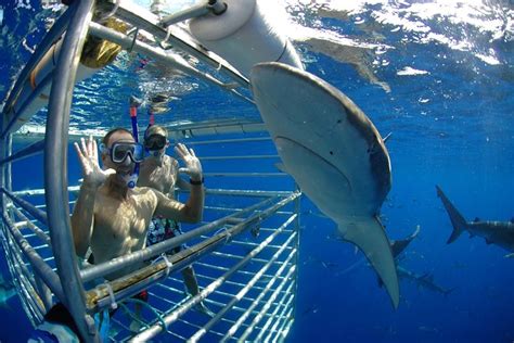 Shark cage diving oahu. Pick a destination or scroll down to read the entire list: 1. Neptune Islands, Australia - Great White Shark Cage Diving. 2. Western Cape, South Africa - Cage Diving with Bronze Whaler and Great White … 