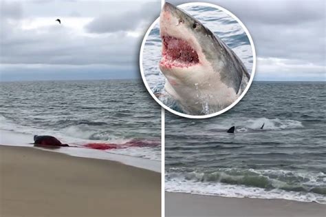 Shark chased off by seals along Cape Cod, school of bluefish spotted rubbing up against a shark