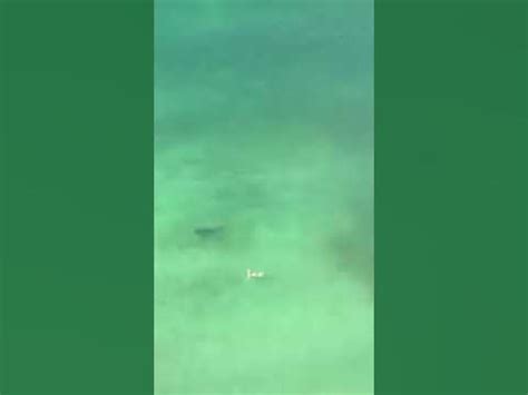 Shark checks out swimmer in Panama City Beach - YouTube