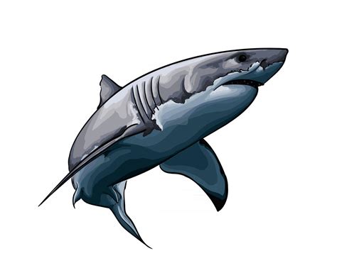 Shark drawing Vectors & Illustrations for Free Download Freepik