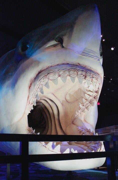 Shark exhibit swims into the Bullock History Museum