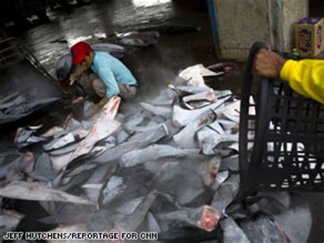 Shark fin soup alters an ecosystem - CNN.com