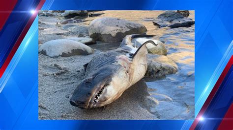 Shark found on bank of landlocked Idaho river; official offers possible explanation