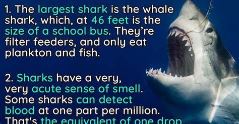 Shark fun facts. Shark teeth are fascinating and serve as essential tools for these apex predators. Here are 27 great facts about shark teeth: Shark teeth come in a variety of shapes and sizes. Shark teeth can vary widely in shape and size, depending on the species. Some have triangular, serrated teeth, while others have needle-like teeth. 