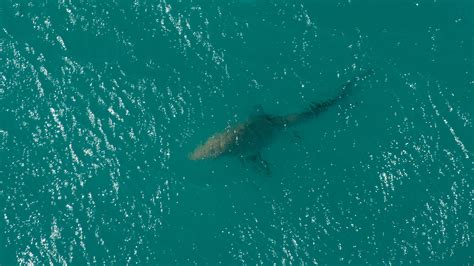 Shark in Florida Keys bites angler who reeled it in, sending man to hospital