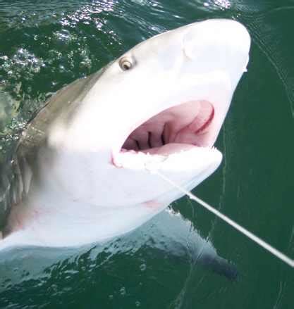Shark in lake texoma. Things To Know About Shark in lake texoma. 