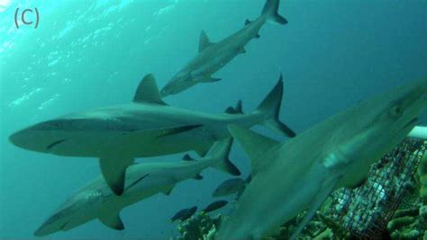 Shark population threatened due to fin harvesting - Phys.org