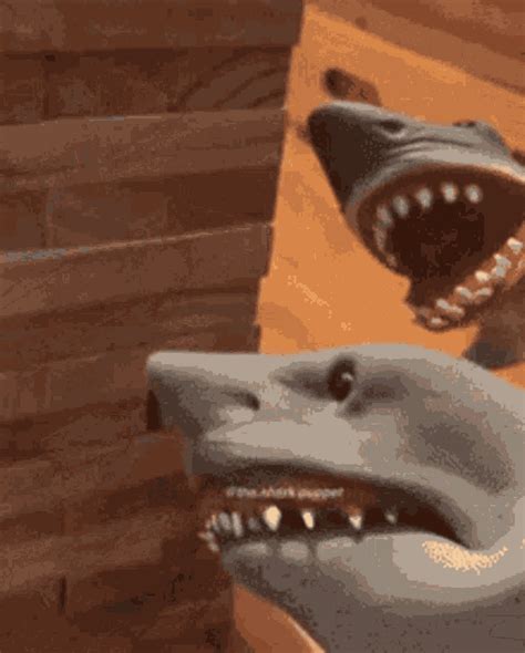 See a recent post on Tumblr from @masoncarr2244 about shark puppet gifs. Discover more posts about shark puppet gifs.