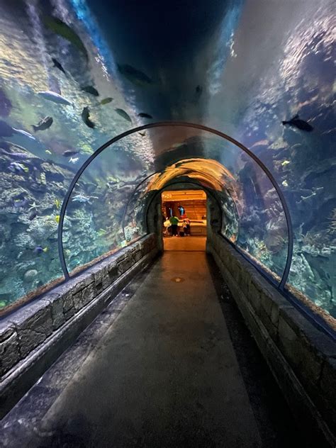 Details Best price guaranteed From $ 29 $ 35 See Tickets Shark Reef Aquarium Mandalay Bay Hotel - Las Vegas, NV Pick Your Date See Tickets About the Attraction Experience a journey filled with wildlife both underwater and on land at the Shark Reef Aquarium inside the Mandalay Bay Hotel in Las Vegas.. 
