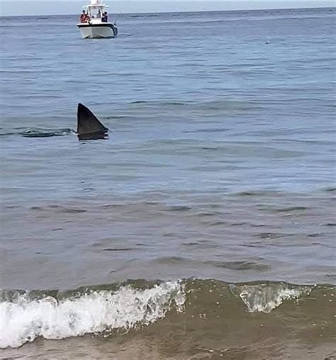 Shark spotted 30 yards off Cape Cod beach, great white shark alerts light up Sharktivity app