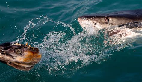 Shark spotted jumping out of the water in Cape Cod Bay to catch striped bass on fishing line