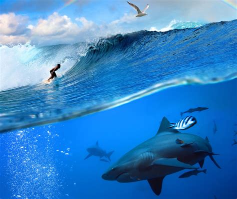 Shark surf. Things To Know About Shark surf. 