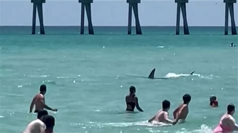 Shark swims close to beachgoers in Navarre Beach