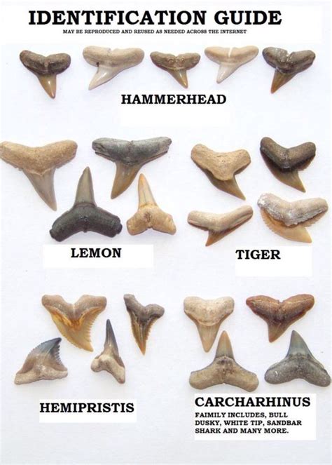 Shark Teeth Identification Guide. Below is a list containing some of the species of shark teeth you might encounter when combing Folly Beach and their …. 