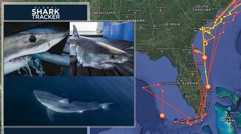 Shark tracker florida. Mar 4, 2024 ... Scientists placed a satellite tag on the shark's dorsal fin during its 2021 expedition in Canada. The tag sends location information to trackers ... 