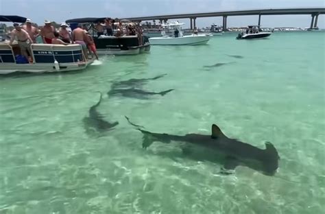 Sharks, sharks, and more sharks! Boaters on Robinson Island circled by hammerheads