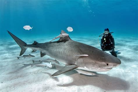 Sharks - The Nature Conservancy Austraila