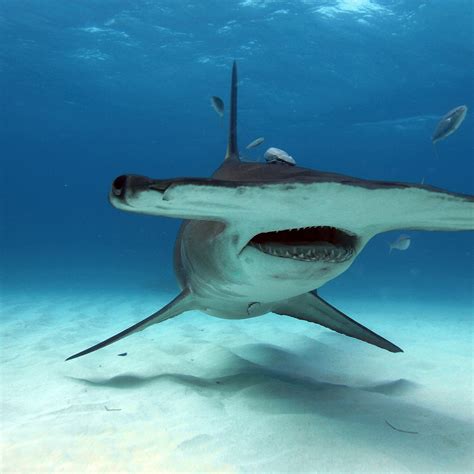 Sharks Hammerhead Pictures, Images and Stock Photos