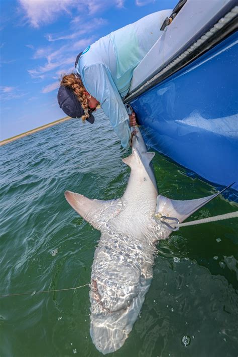 Sharks along Nantucket: A researcher has tagged 100-plus sharks there as population rebounds