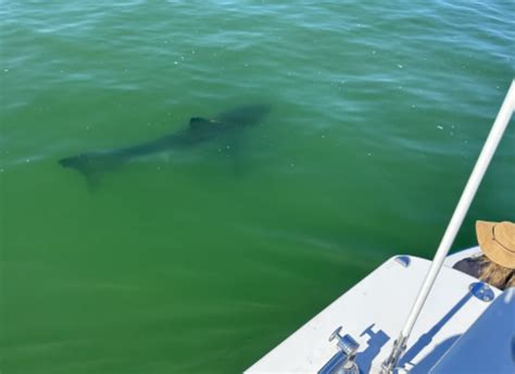 Sharks are still being spotted along Cape Cod and Maine beaches: ‘It is still shark season’