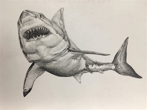 Sharks drawn. Things To Know About Sharks drawn. 