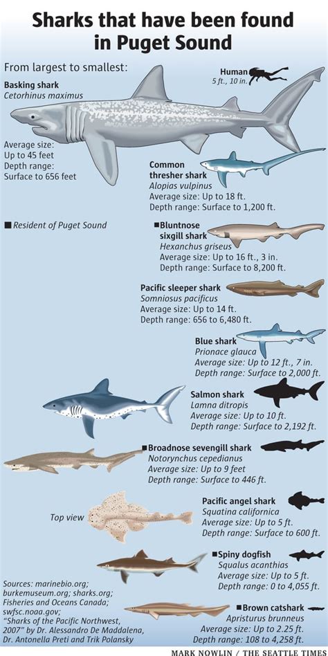 Sharks that have been found in Puget Sound. : r/SeattleWA - reddit