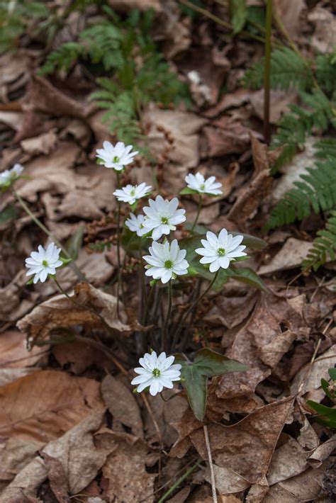 Sharp-Lobed Hepatica (Hepatica nobilis acuta)