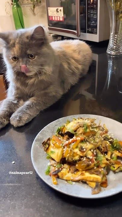 Shasha_Meow Leaked [CLIP] 💦