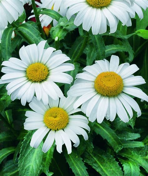 Shasta Daisy - Chrysanthemum maximum from Victory Seeds®