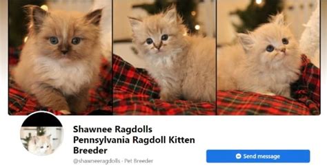 Shawnee Ragdolls Pennsylvania Ragdoll Kitten Breeder