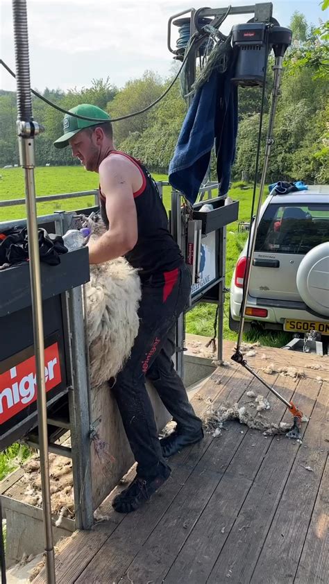 Shearing a sheep : r/oddlysatisfying - Reddit