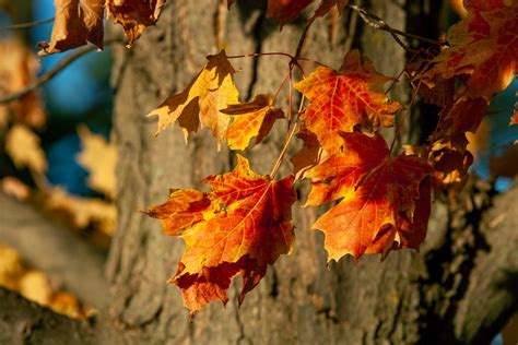 Sheboygan leaf pickup 2023. Department of Public Works Announces Start of Fall Leaf Collection Program Beginning Monday, October 9, 2023, and continuing through Friday, November 17, 2023, City residents are allowed to... 