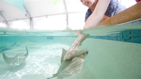 Shedd Aquarium brings back Stingray Touch Exhibit for the summer