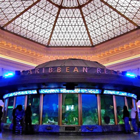 Shedd aquarium south dusable lake shore drive chicago il. Shedd Aquarium 1200 S. DuSable Lake Shore Drive Chicago, IL 60605 312-939-2438 Want to be a Shedd insider? Be the first to know about new programs, exclusive content, animal facts and more! 