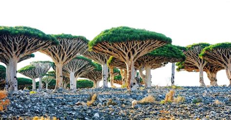 Sheeko wasamo dhacdoyin.  Evolutionary Adaptations of Dragon Blood Tree Evolution...