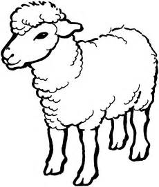 Sheep Coloring Pages ColoringBay