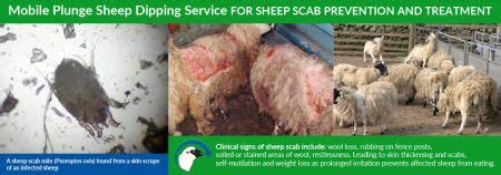 Sheep Scab - Animal Health and Welfare Knowledge …