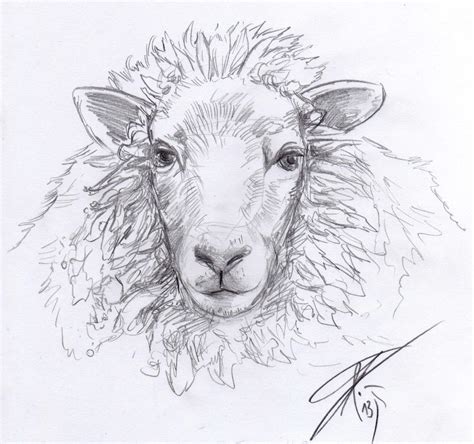 Sheep Sketch Drawing