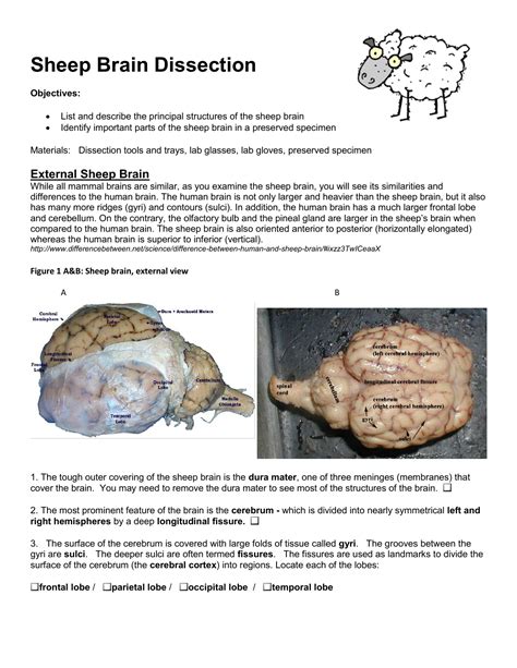 Sheep brain dissection analysis guide with answers. - Anjcos de una sonata en mi mayor.