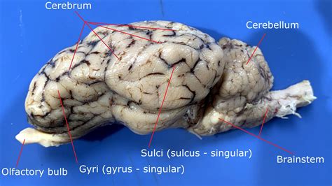 Sheep brain dissection lab manual.  The sheep brain closely resembles the...