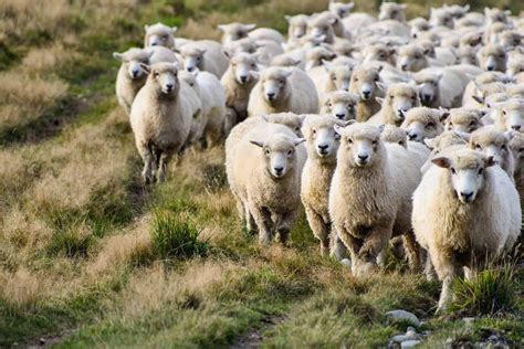 Sheep farming. Aug 2, 2023 ... Moderate grazing supports biodiversity on the 55% of Scotlands farmland used for upland sheep farming and mixed sheep and beef cattle ... 