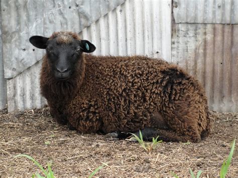 Sheep for sale craigslist. 6’ Gravel Leveler QH (Black) 10/20 · Canton. $800. 1 - 120 of 360. east TX farm & garden - by owner - craigslist. 