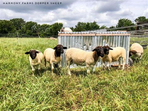 Dorper Sheep for Sale Regis Handsome ram lamb born July 1st. Super friendly, comes up to you. Really sturdy and strong. Will make a great breeder!. 