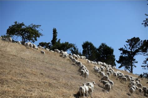 Sheep herd replaces goats in BART fire mitigation efforts