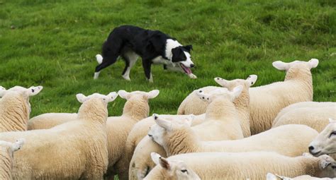 Sheep herding for dogs. Australian Cattle Dog. Australian cattle dogs are a tough breed capable of … 